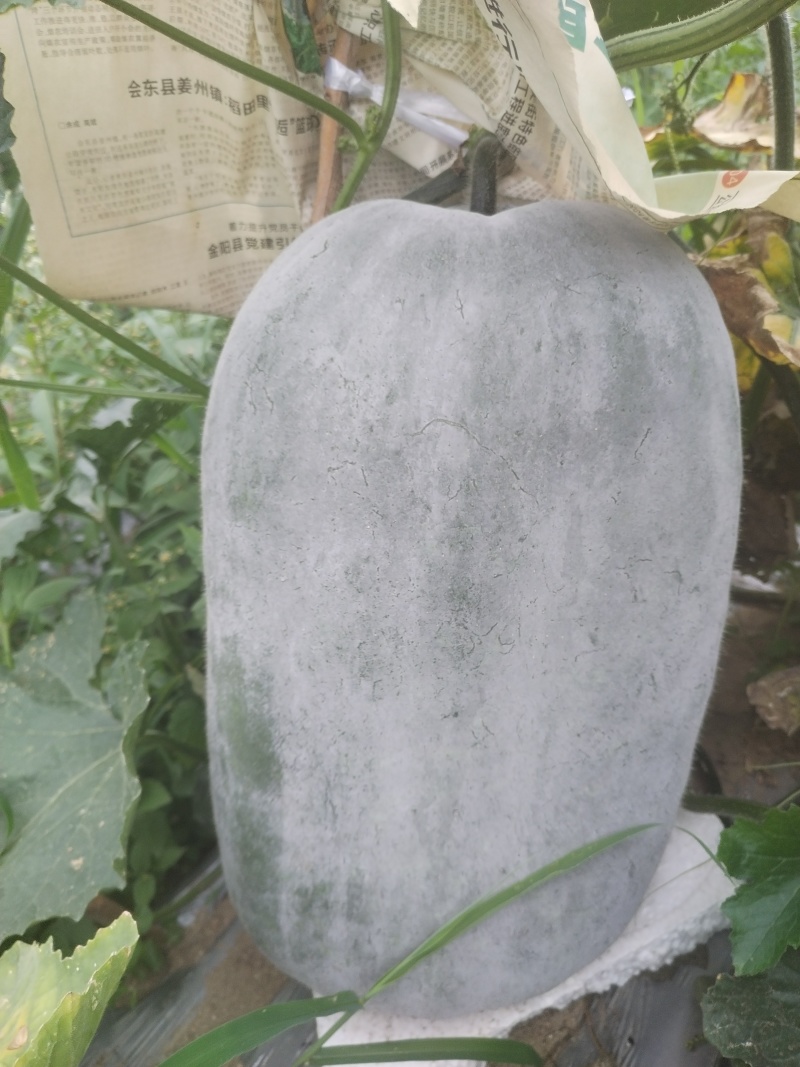白汉冬瓜