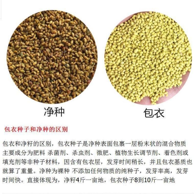 苜蓿草紫花苜蓿草饲料幼兔兔子草龙猫草荷兰猪草牧草兔粮苜宿