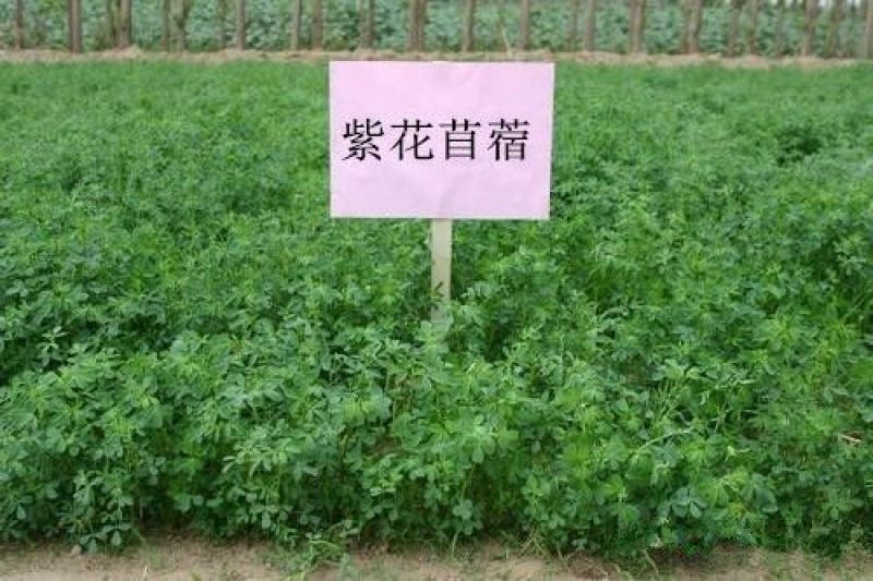 苜蓿草紫花苜蓿草饲料幼兔兔子草龙猫草荷兰猪草牧草兔粮苜宿
