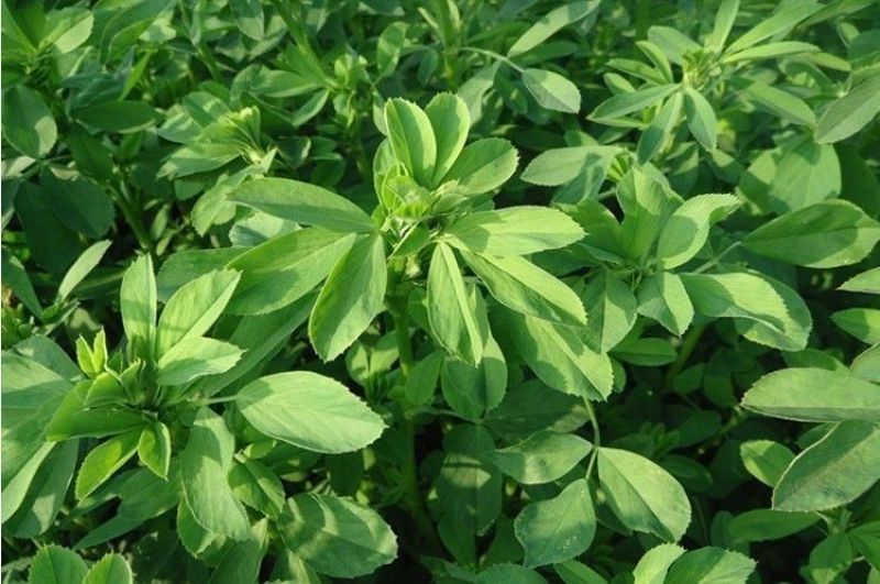 苜蓿草紫花苜蓿草饲料幼兔兔子草龙猫草荷兰猪草牧草兔粮苜宿