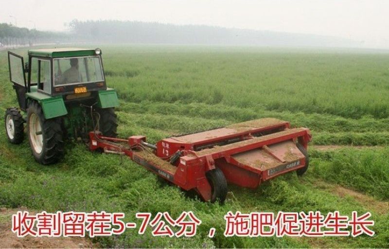 苜蓿草紫花苜蓿草饲料幼兔兔子草龙猫草荷兰猪草牧草兔粮苜宿