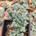 鹿角海棠室内老桩盆栽绿植花卉随机发[全店商品拍二送一个随单】