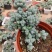 鹿角海棠室内老桩盆栽绿植花卉随机发[全店商品拍二送一个随单】