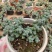 鹿角海棠室内老桩盆栽绿植花卉随机发[全店商品拍二送一个随单】