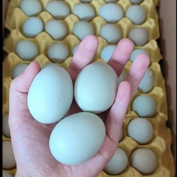 精品散养乌鸡蛋，绿壳，一手货源充足，价格138一件，