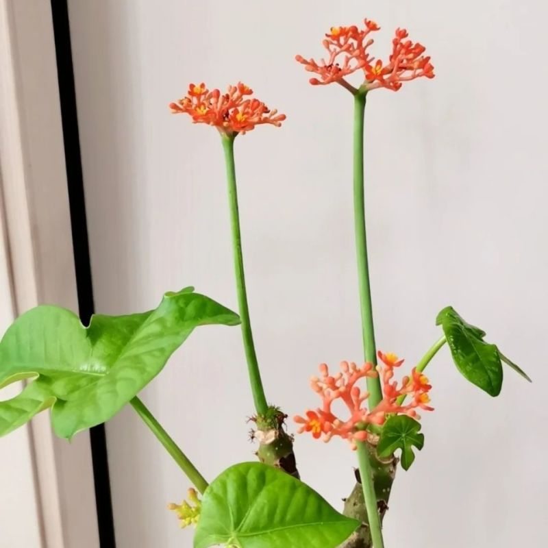 基地直售佛肚海棠大肚海棠花室内阳台绿植美观净化空气盆景包邮