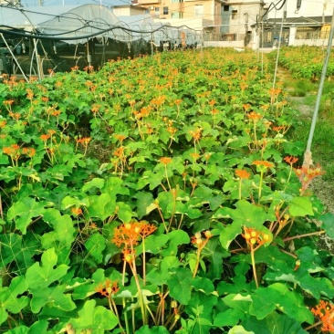 基地直售佛肚海棠大肚海棠花室内阳台绿植美观净化空气盆景包邮