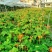 基地直售佛肚海棠大肚海棠花室内阳台绿植美观净化空气盆景包邮