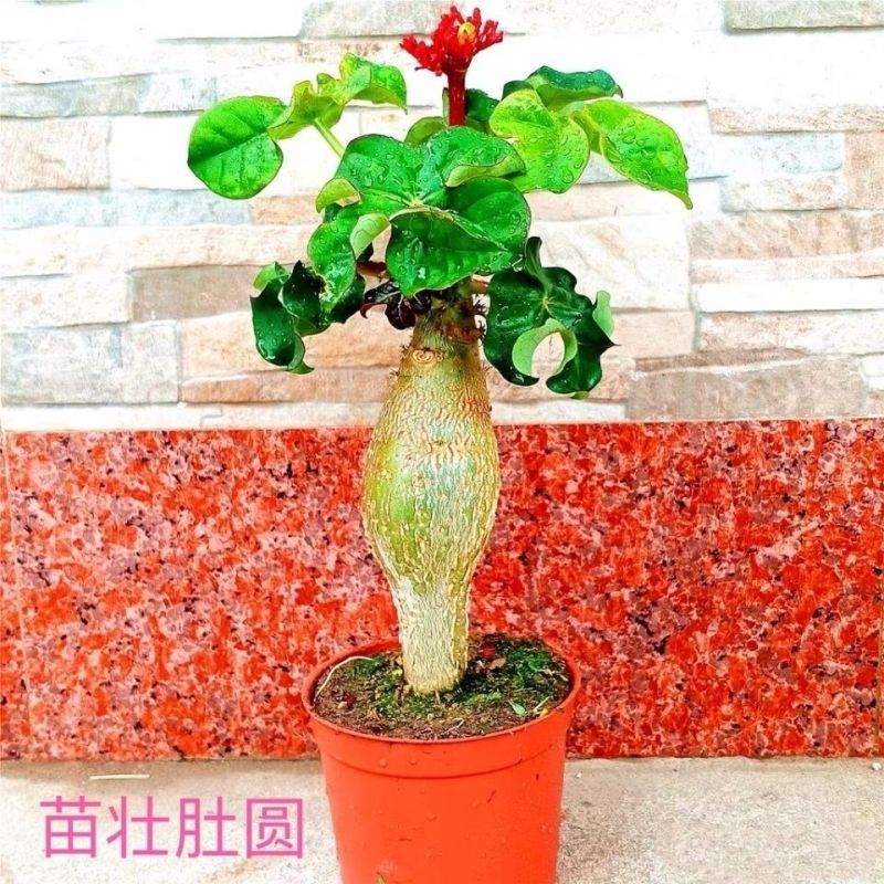基地直售佛肚海棠大肚海棠花室内阳台绿植美观净化空气盆景包邮