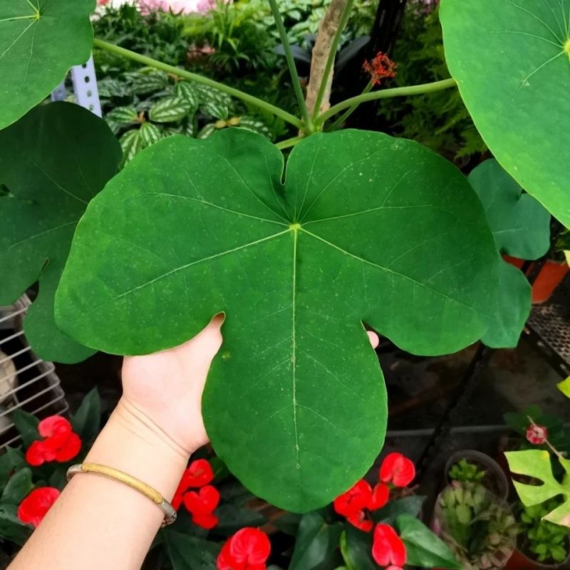 基地直售佛肚海棠大肚海棠花室内阳台绿植美观净化空气盆景包邮