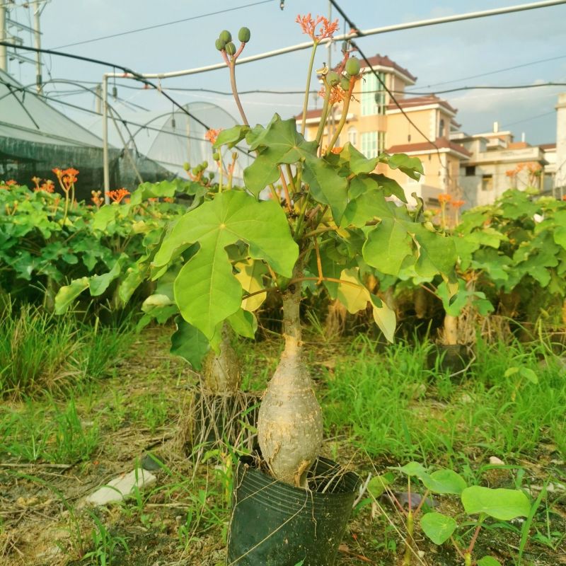基地直售佛肚海棠大肚海棠花室内阳台绿植美观净化空气盆景包邮