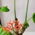 基地直售佛肚海棠大肚海棠花室内阳台绿植美观净化空气盆景包邮