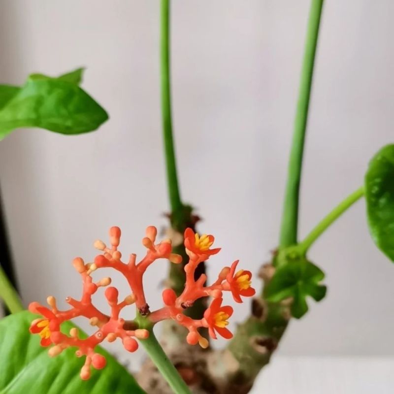 基地直售佛肚海棠大肚海棠花室内阳台绿植美观净化空气盆景包邮