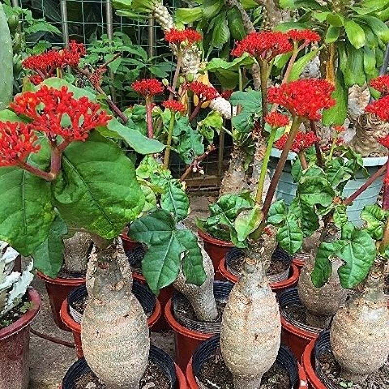 基地直售佛肚海棠大肚海棠花室内阳台绿植美观净化空气盆景包邮