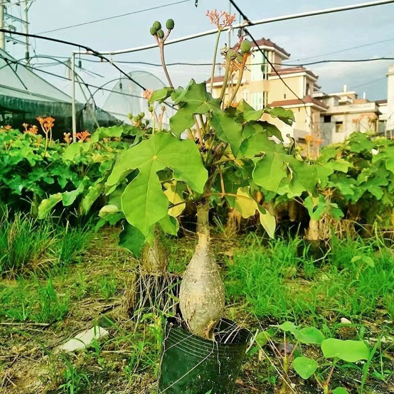 基地直售佛肚海棠大肚海棠花室内阳台绿植美观净化空气盆景包邮