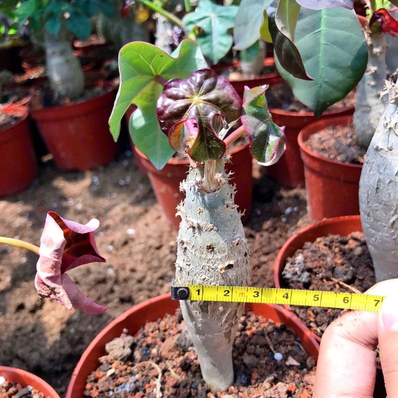 基地直售佛肚海棠大肚海棠花室内阳台绿植美观净化空气盆景包邮