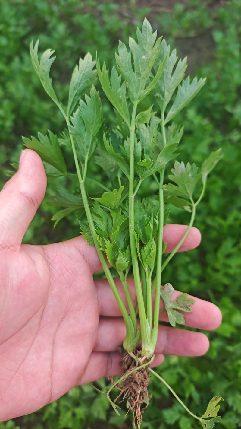 芹菜苗新苗上市