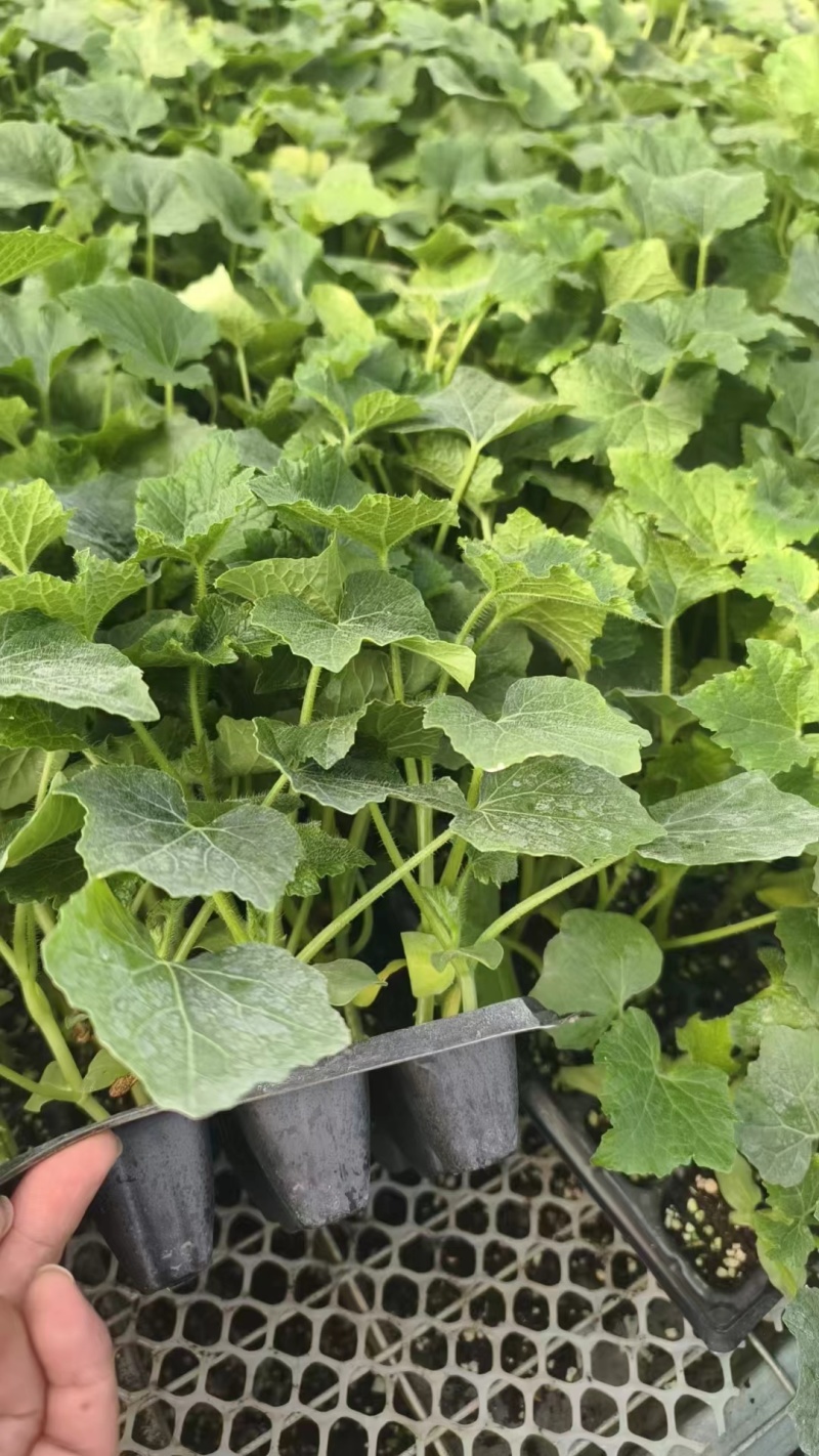 冬瓜苗蔬菜苗产量高口感好价格实惠成活率高欢迎联系