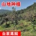 东北海棠果新鲜现摘k9海棠果当季酸甜可口