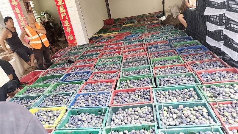 四川西梅李大量上市，产地直发，需要的老板来电洽谈哦