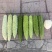 杂交苦瓜苗