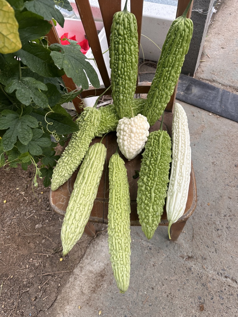 杂交苦瓜苗