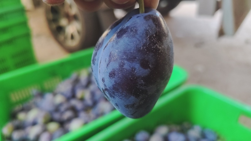 汉源西梅大量上市，果面干净，阳光水果，有需要的老板采购