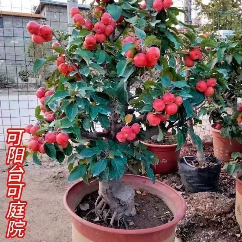 冬红果海棠果盆景老桩阳台庭院种植耐寒盆栽大果可食用四季
