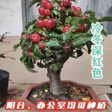 冬红果海棠果盆景老桩阳台庭院种植耐寒盆栽大果可食用四季