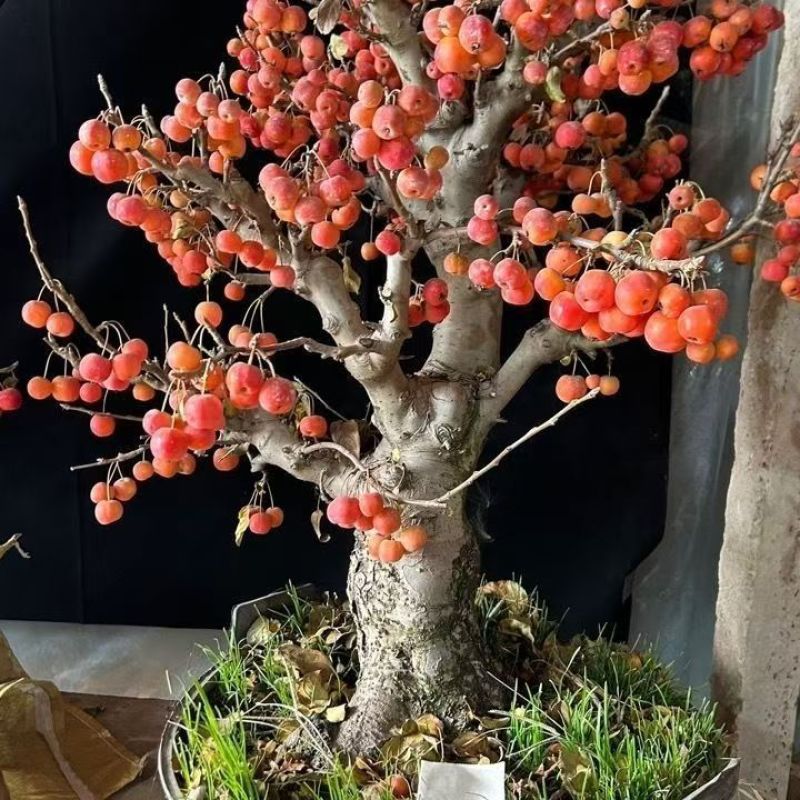 冬红果海棠果盆景老桩阳台庭院种植耐寒盆栽大果可食用四季