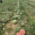 花无籽西瓜，8月17号，头茬花无籽0.15发车