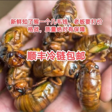 山东大金蝉几毛钱一只，接全平台电商一件代发，量大价优