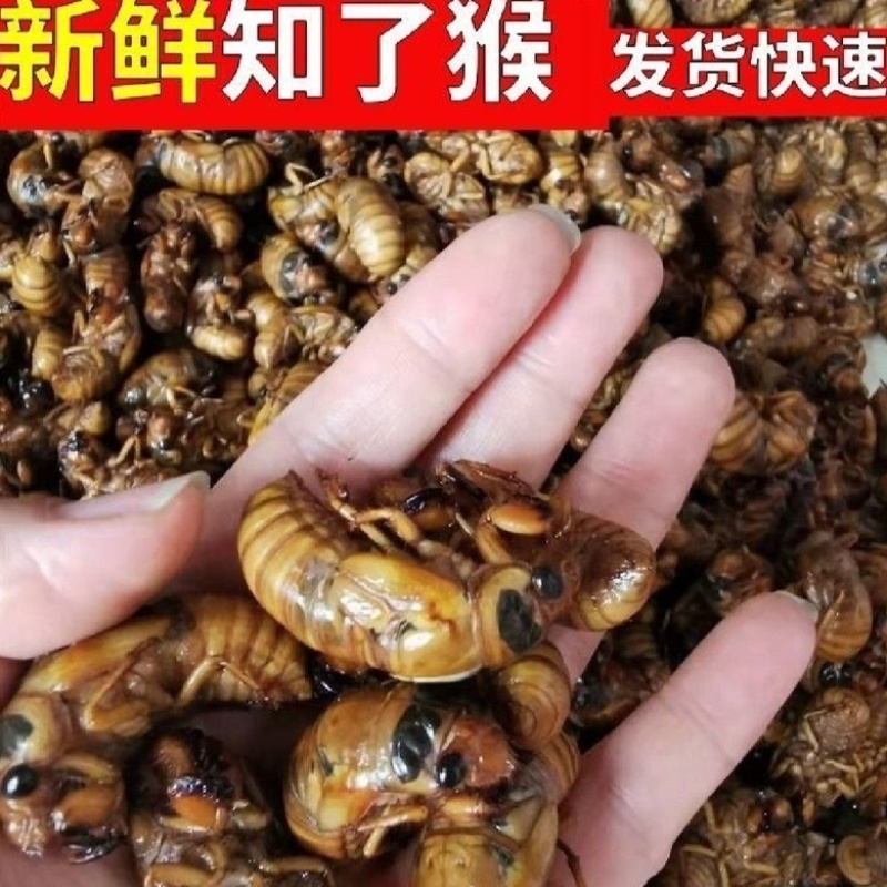 山东大金蝉几毛钱一只，接全平台电商一件代发，量大价优