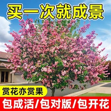 耐寒海棠树苗垂丝海棠庭院地栽全国各省市包邮真品保证西府海棠