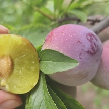 四川汉源产地蜜饯李蜂糖李大量有货，口感特甜，喜欢的老板洽谈