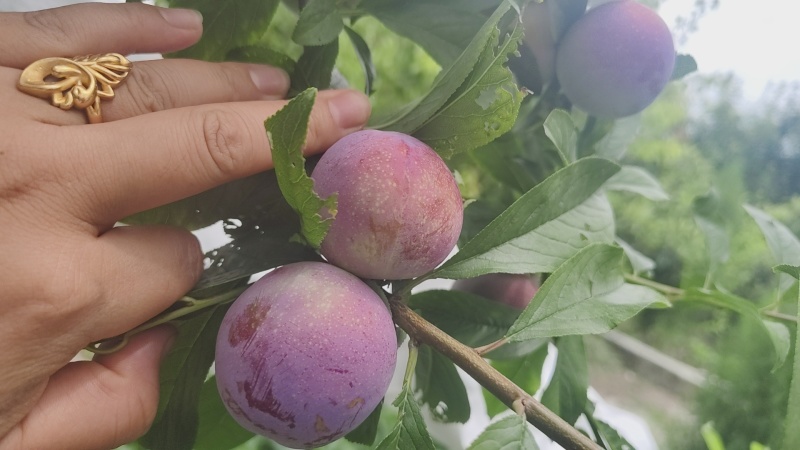 四川汉源产地蜜饯李蜂糖李大量有货，口感特甜，喜欢的老板洽谈