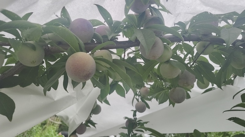 四川汉源产地蜜饯李蜂糖李大量有货，口感特甜，喜欢的老板洽谈