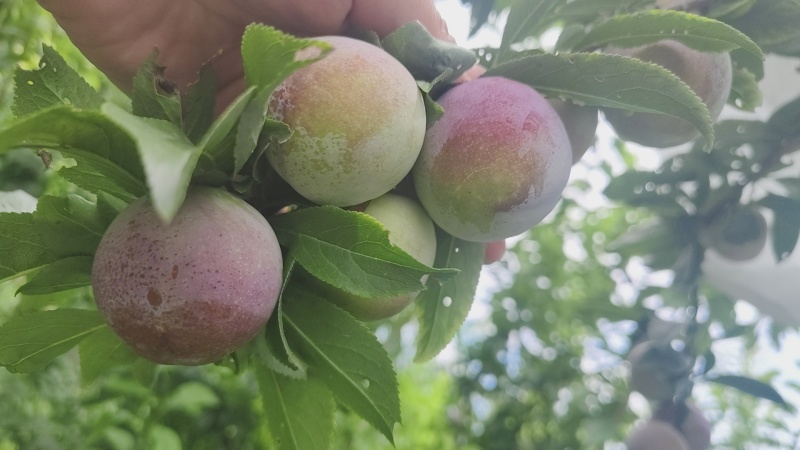 四川汉源产地蜜饯李蜂糖李大量有货，口感特甜，喜欢的老板洽谈