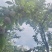 四川汉源产地蜜饯李蜂糖李大量有货，口感特甜，喜欢的老板洽谈