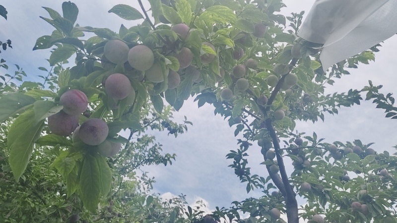 四川汉源产地蜜饯李蜂糖李大量有货，口感特甜，喜欢的老板洽谈