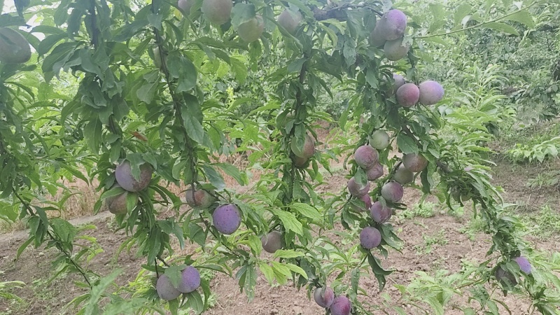 四川汉源产地蜜饯李蜂糖李大量有货，口感特甜，喜欢的老板洽谈