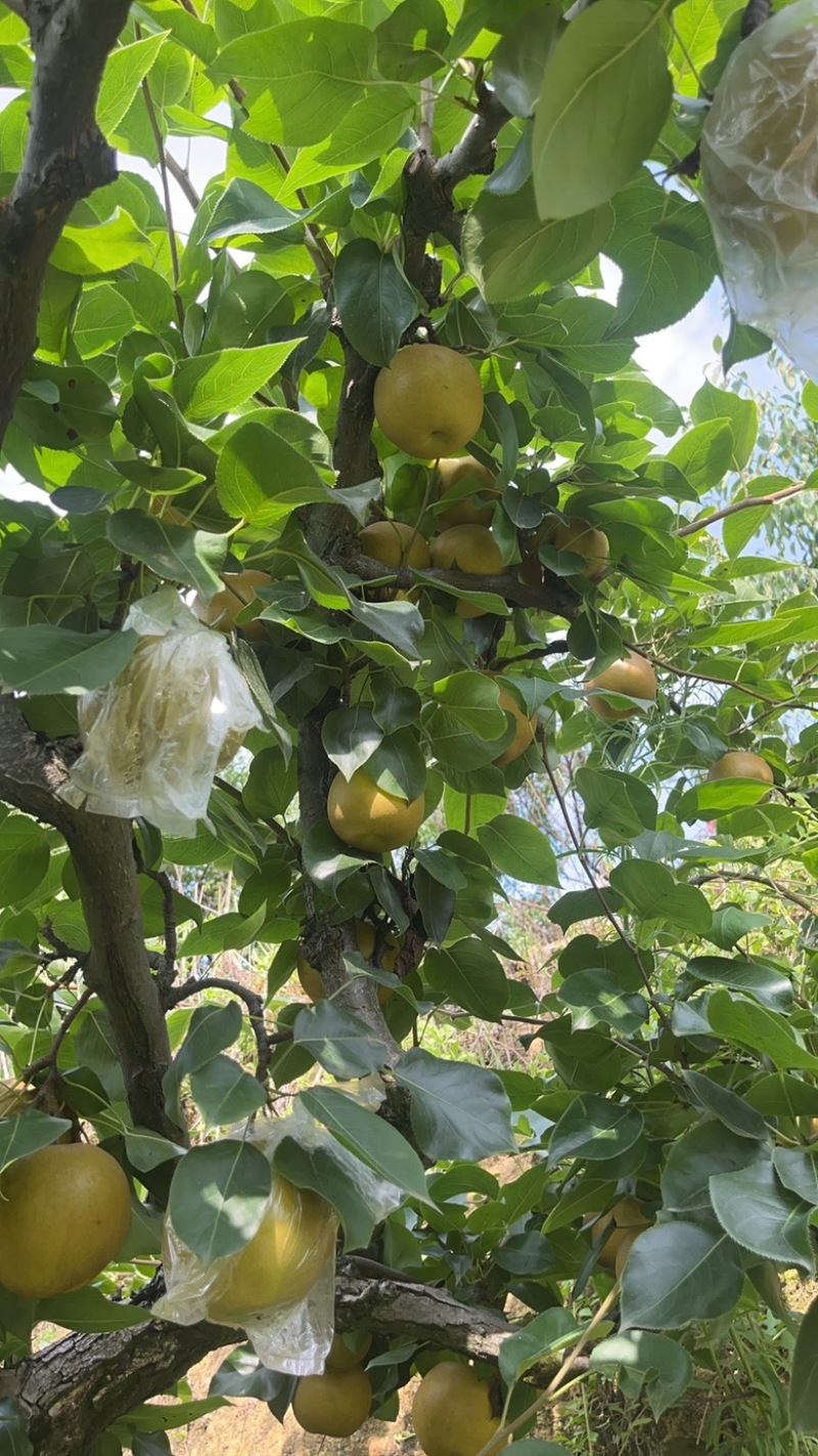 永川黄瓜山黄花梨