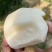永川黄瓜山黄花梨
