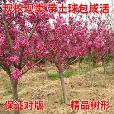耐寒海棠树苗北美海棠庭院地栽全国各省市包邮真品保真北美海棠