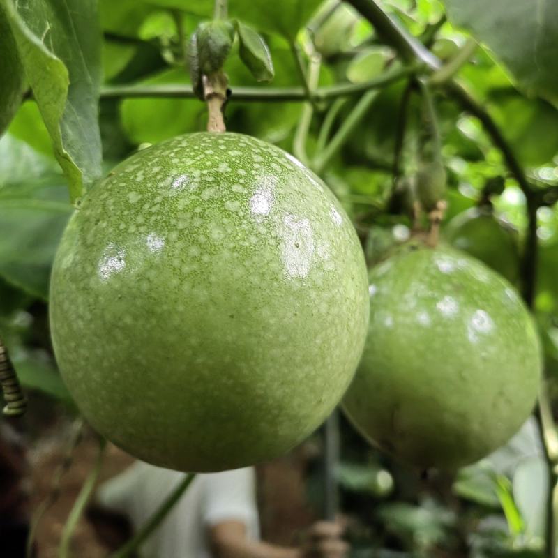 钦蜜九号大量上市