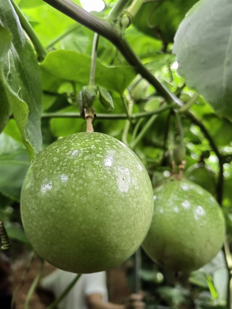钦蜜九号大量上市