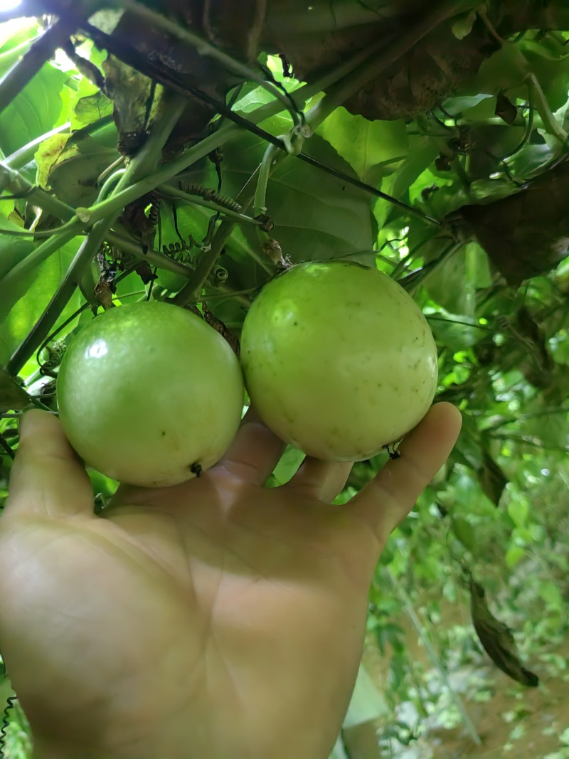 钦蜜九号大量上市