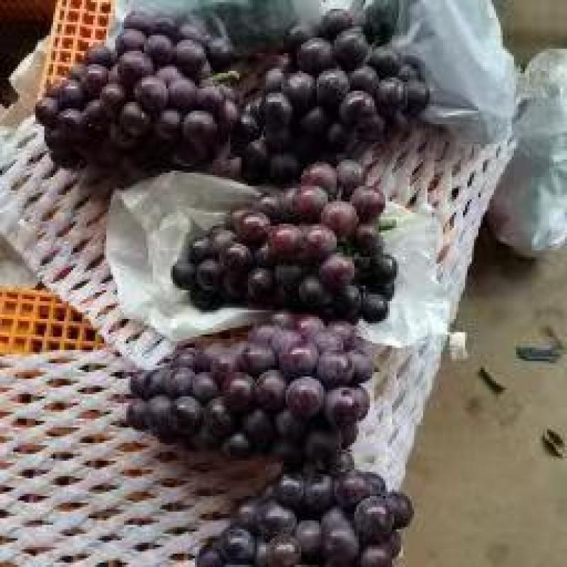 陕西巨峰葡萄，通货，散串，货源充足，