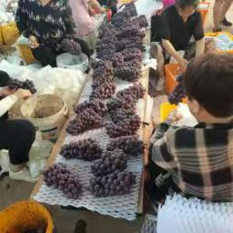 陕西巨峰葡萄，通货，散串，货源充足，
