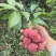 黑叶荔枝